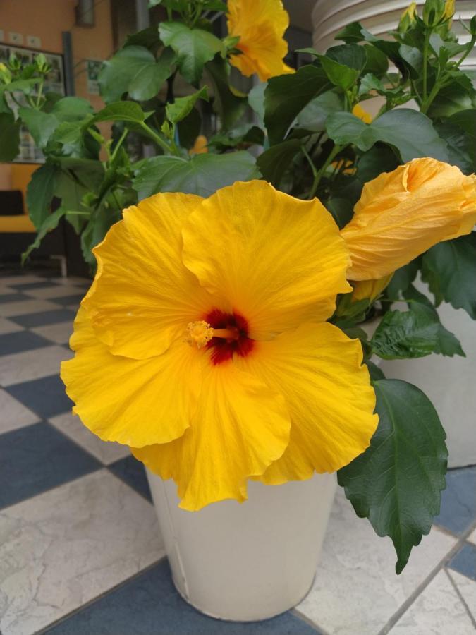 Hotel Venezia Rimini Ngoại thất bức ảnh